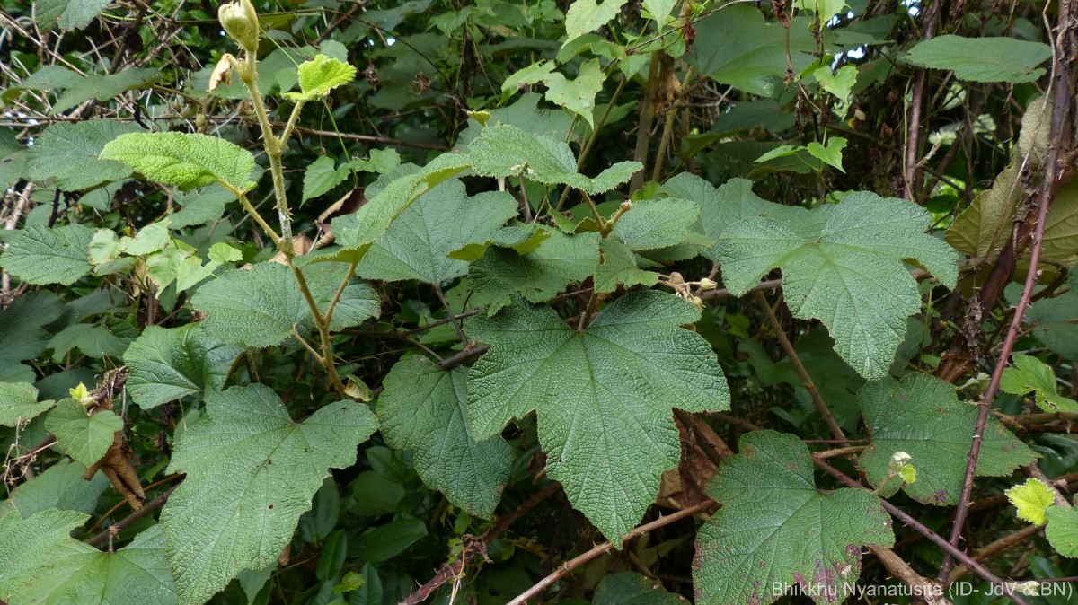 Rubus fairholmianus Gardner